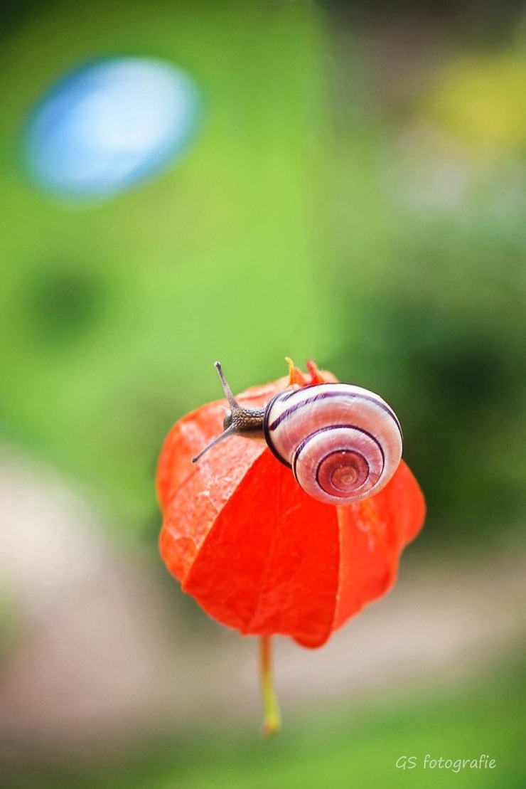 Illustration de l'article : Les escargots vus par la photographe Gabi Stickler