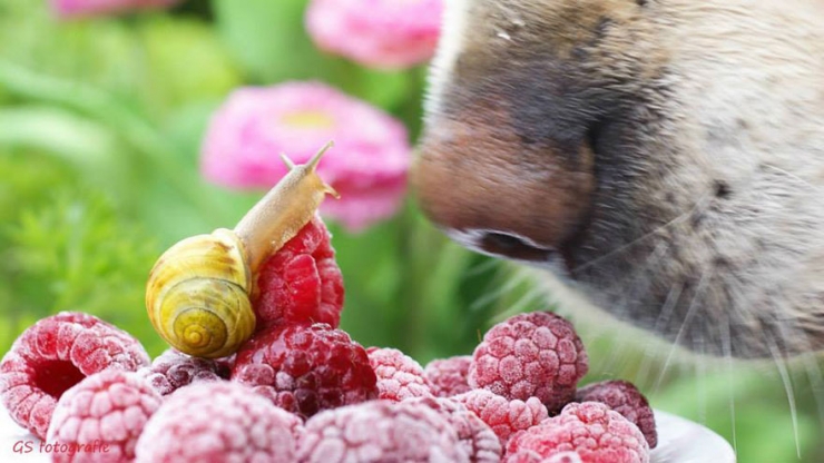 Illustration de l'article : Les escargots vus par la photographe Gabi Stickler