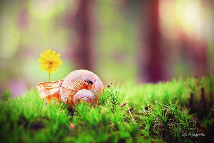 Illustration de l'article : Les escargots vus par la photographe Gabi Stickler