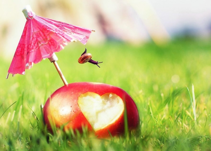 Illustration de l'article : Les escargots vus par la photographe Gabi Stickler