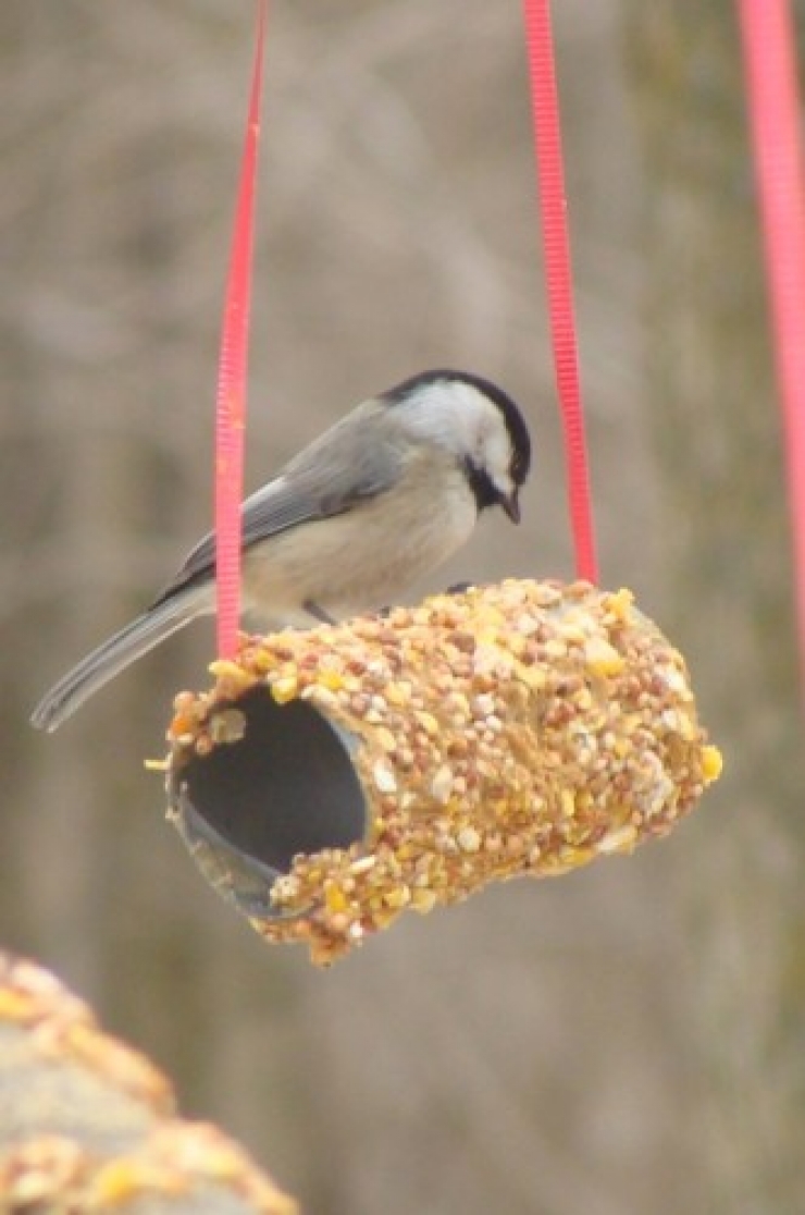 Illustration de l'article : Que faire avec vos rouleaux de papier toilette ? Voici 45 id&eacute;es ! 