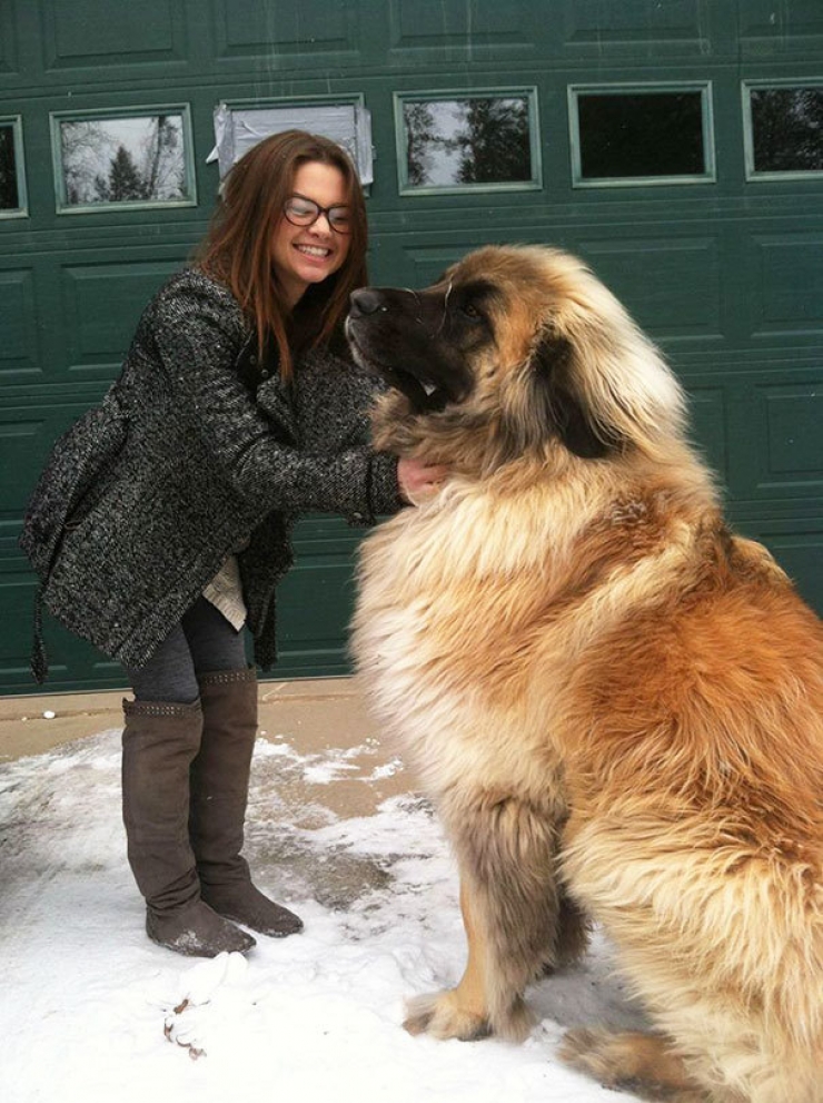 Illustration de l'article : Difficile de faire plus imposants que ces 20 chiens ! On défie toutes les lois de la nature...