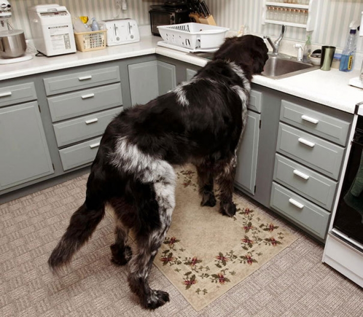 Illustration de l'article : Difficile de faire plus imposants que ces 20 chiens ! On défie toutes les lois de la nature...
