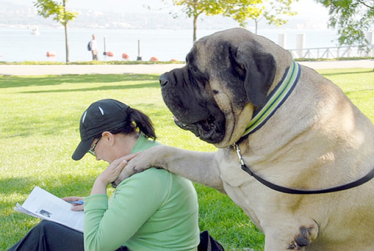 Illustration de l'article : Difficile de faire plus imposants que ces 20 chiens ! On défie toutes les lois de la nature...