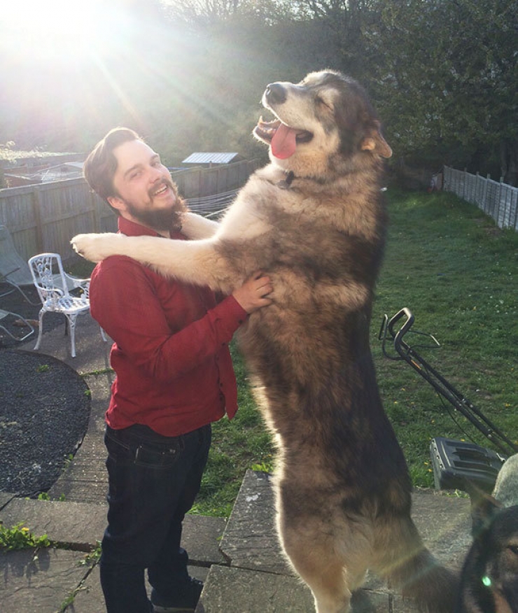 Illustration de l'article : Difficile de faire plus imposants que ces 20 chiens ! On défie toutes les lois de la nature...