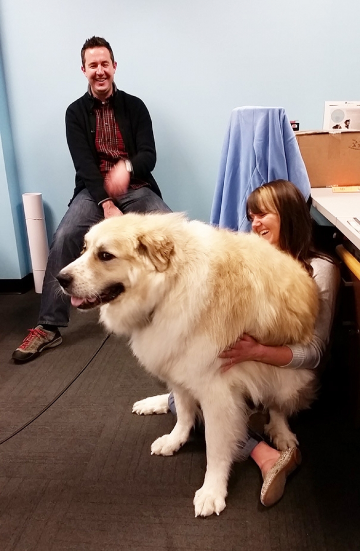 Illustration de l'article : Difficile de faire plus imposants que ces 20 chiens ! On défie toutes les lois de la nature...