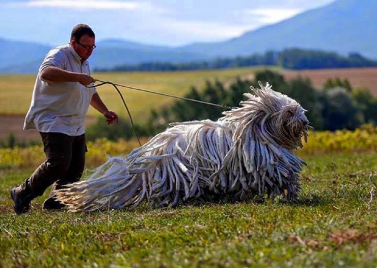 Illustration de l'article : Difficile de faire plus imposants que ces 20 chiens ! On défie toutes les lois de la nature...