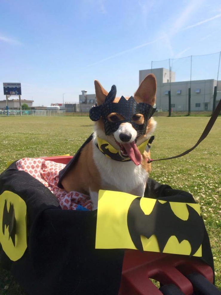 Illustration de l'article : 15 photos de chiens en mode super-héros