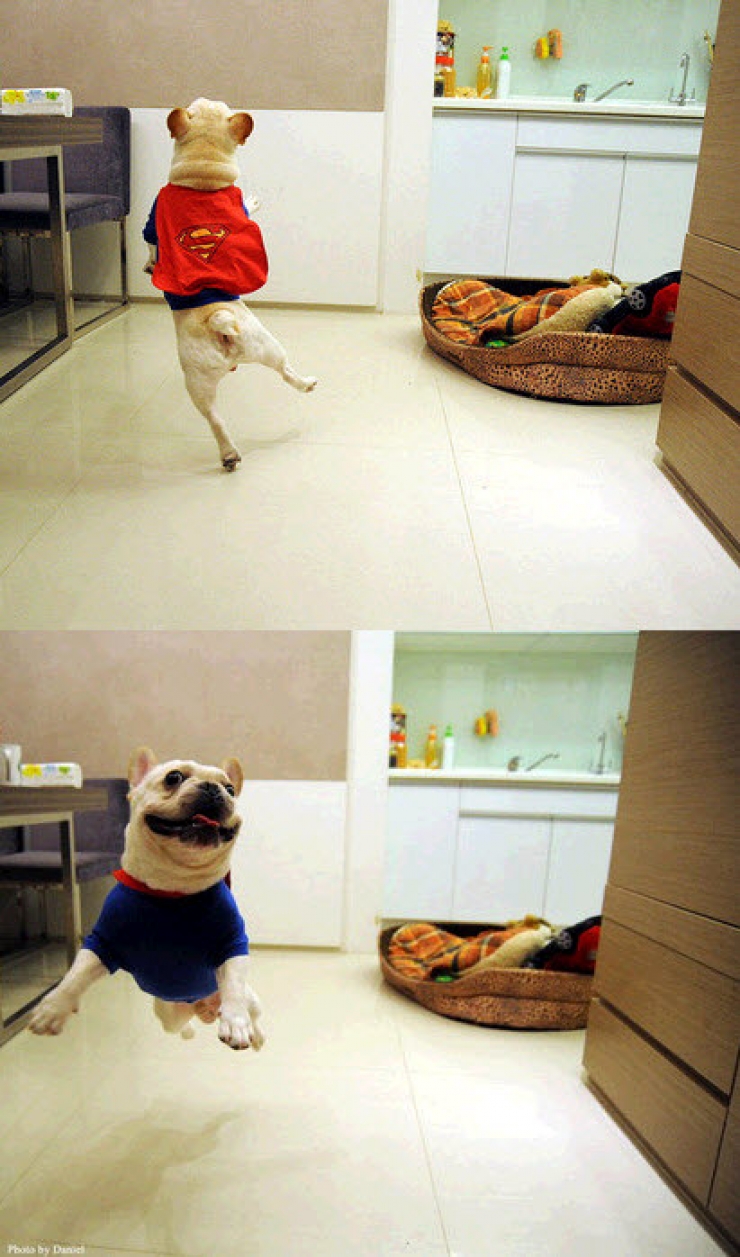 Illustration de l'article : 15 photos de chiens en mode super-héros