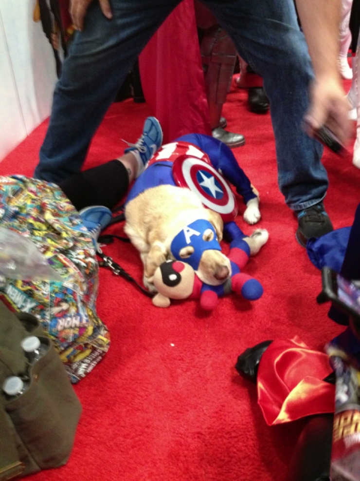 Illustration de l'article : 15 photos de chiens en mode super-héros