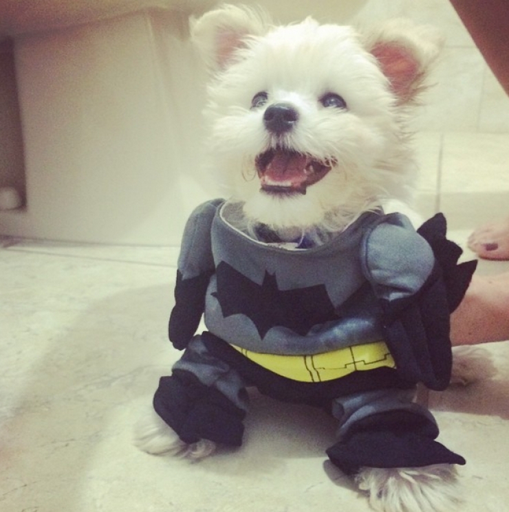 Illustration de l'article : 15 photos de chiens en mode super-héros