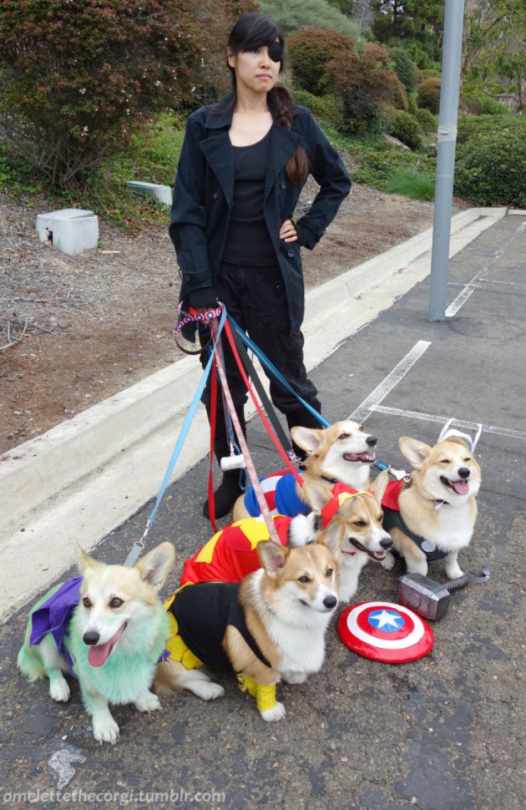 Illustration de l'article : 15 photos de chiens en mode super-héros