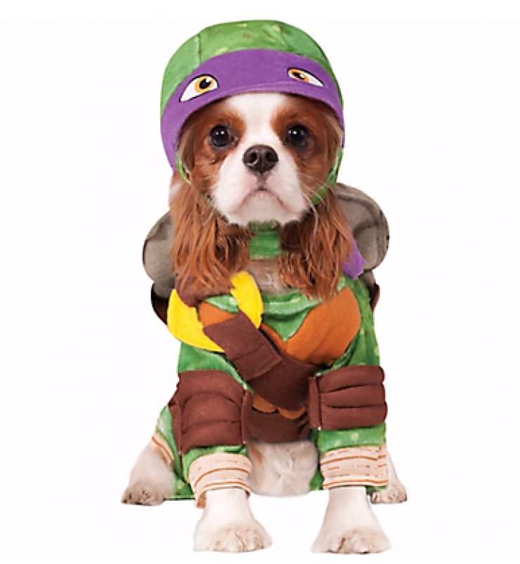 Illustration de l'article : 15 photos de chiens en mode super-héros