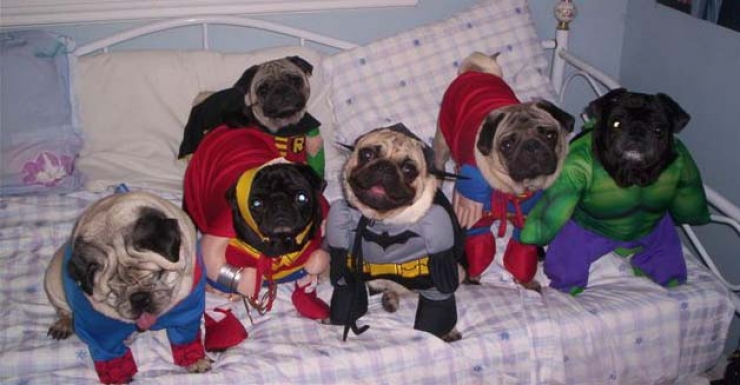 Illustration de l'article : 15 photos de chiens en mode super-héros