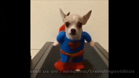 Illustration de l'article : 15 photos de chiens en mode super-héros