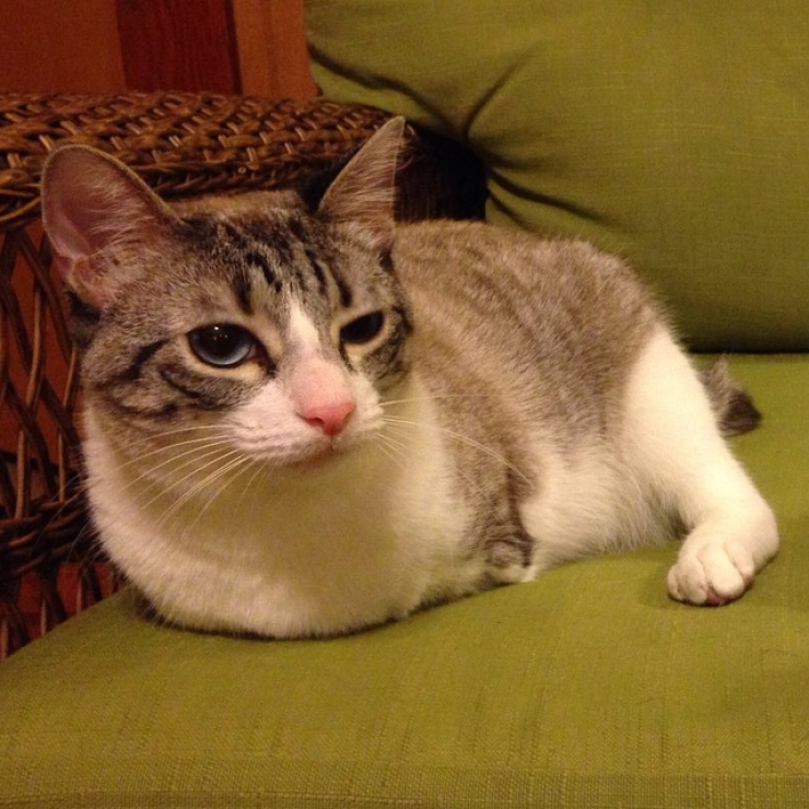 Illustration de l'article : Bien que privée de ses pattes avant, cette chatte fait le bonheur de sa propriétaire