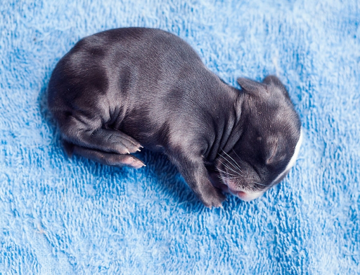 Illustration de l'article : Des b&eacute;b&eacute;s lapins qui grandissent &agrave; vue d'oeil