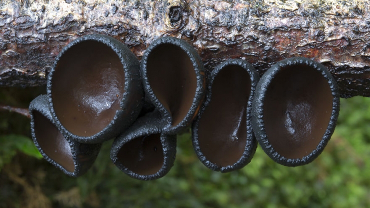 Illustration de l'article : L'univers enchanteur des champignons d'Australie, par le photographe Steve Axford