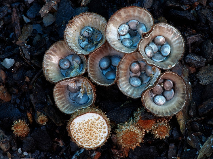 Illustration de l'article : L'univers enchanteur des champignons d'Australie, par le photographe Steve Axford
