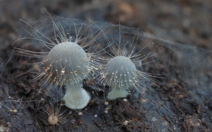Illustration de l'article : L'univers enchanteur des champignons d'Australie, par le photographe Steve Axford