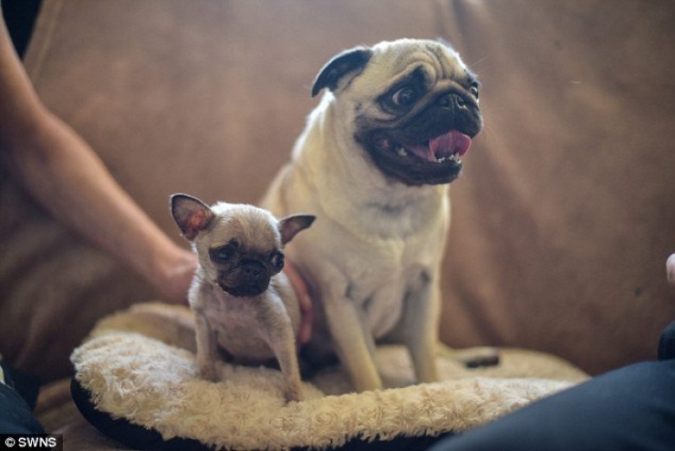 Illustration de l'article : Voici Pip, le chien qui tiendrait presque dans le creux de la main...