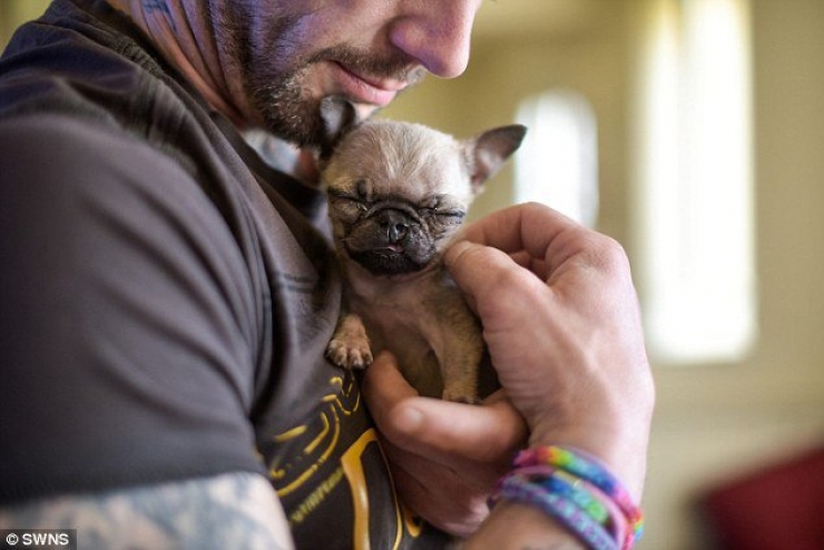 Illustration de l'article : Voici Pip, le chien qui tiendrait presque dans le creux de la main...