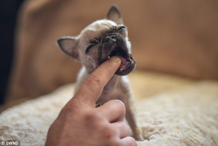 Illustration de l'article : Voici Pip, le chien qui tiendrait presque dans le creux de la main...