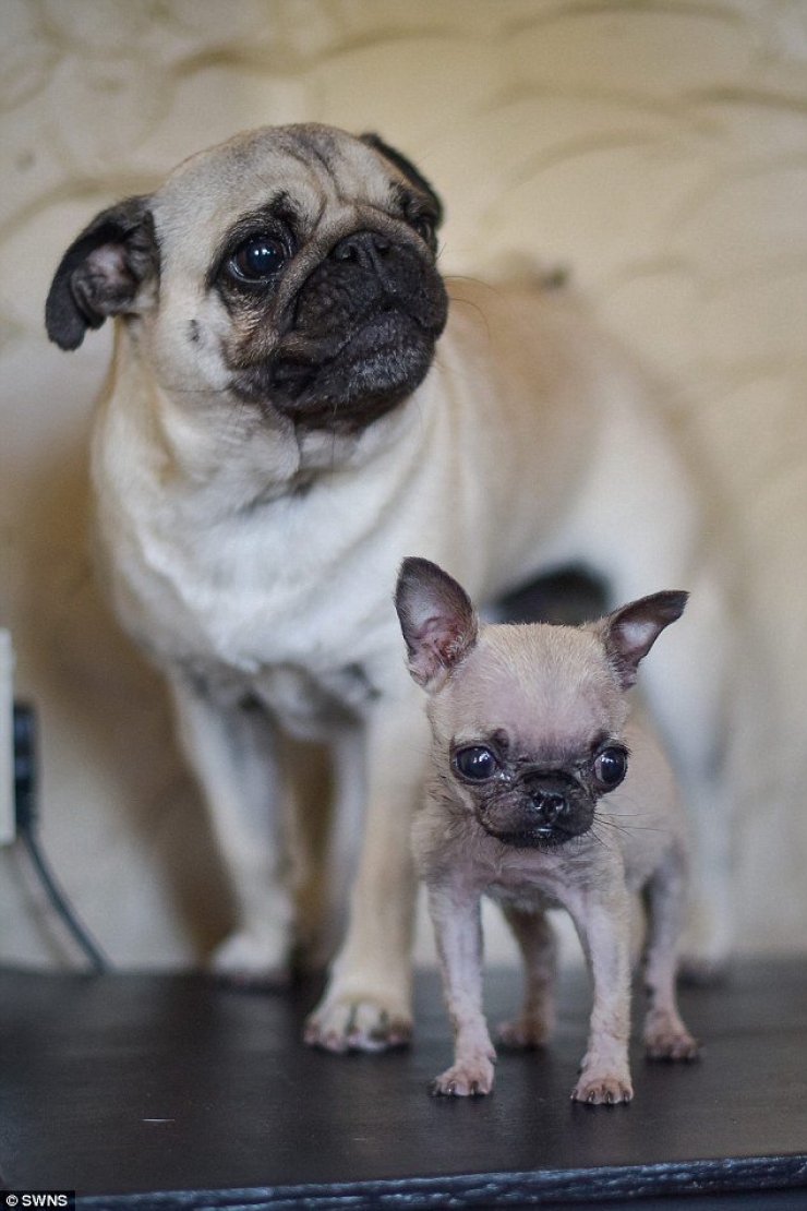 Illustration de l'article : Voici Pip, le chien qui tiendrait presque dans le creux de la main...