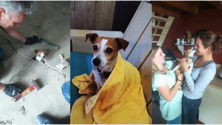 Illustration de l'article : Happy le Jack Russel &eacute;tait bloqu&eacute; sous une dalle de b&eacute;ton depuis 3 semaines...