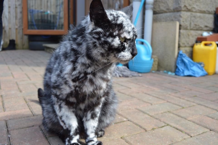 Illustration de l'article : Vous connaissez Scrappy ? Ce chat noir devenu blanc fait fureur sur la toile...