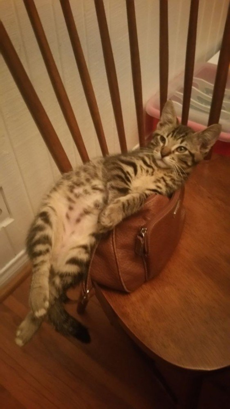 Illustration de l'article : Les chats, c'est toujours plus mignon chez les autres. Pourquoi ? Voici 10 exemples de bêtises