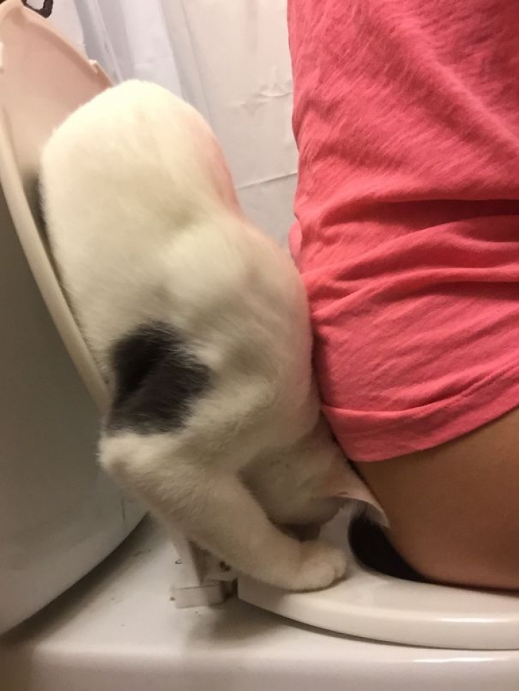 Illustration de l'article : Les chats, c'est toujours plus mignon chez les autres. Pourquoi ? Voici 10 exemples de bêtises