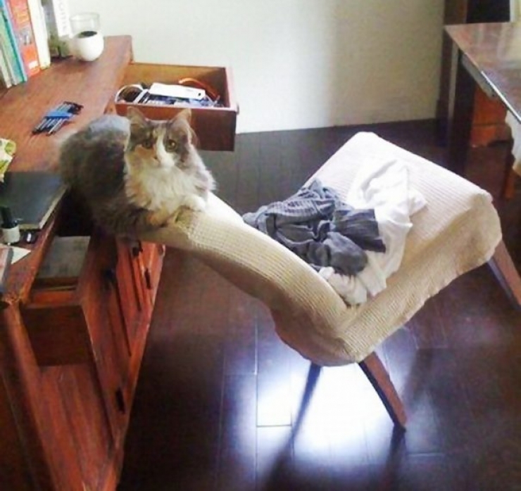 Illustration de l'article : Les chats, c'est toujours plus mignon chez les autres. Pourquoi ? Voici 10 exemples de bêtises