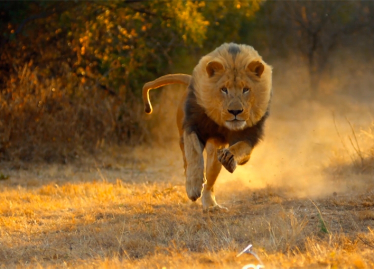 Illustration de l'article : Les chats ne sont pas toujours les animaux domestiques que l'on croit