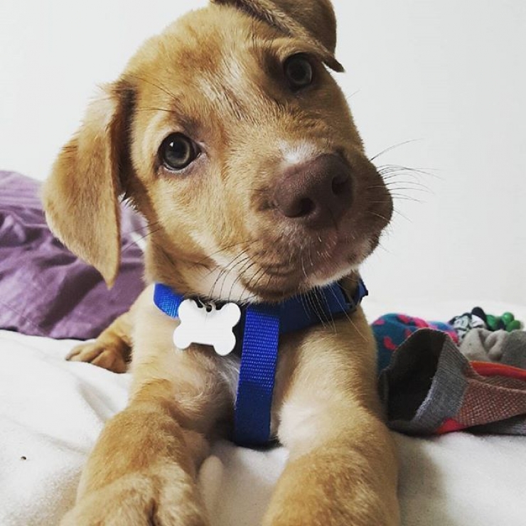 Illustration de l'article : Ces chiens qui maîtrisent l'art du "head tilt", ou presque (13 photos)