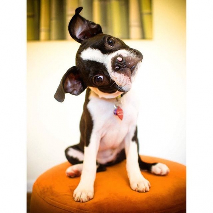 Illustration de l'article : Ces chiens qui maîtrisent l'art du "head tilt", ou presque (13 photos)