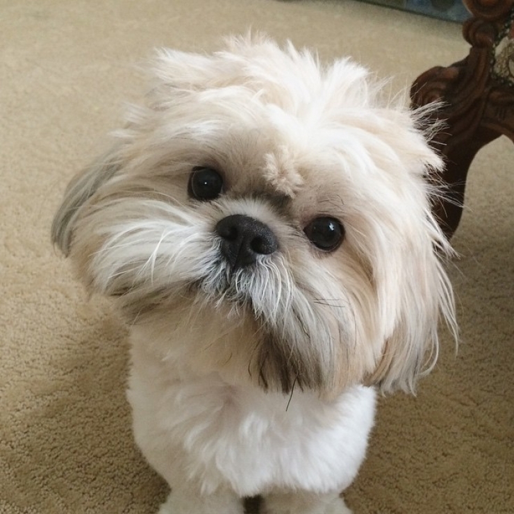 Illustration de l'article : Ces chiens qui maîtrisent l'art du "head tilt", ou presque (13 photos)