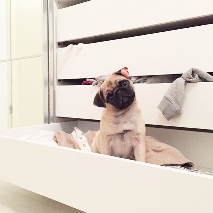 Illustration de l'article : Ces chiens qui maîtrisent l'art du "head tilt", ou presque (13 photos)