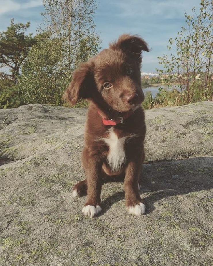 Illustration de l'article : Ces chiens qui maîtrisent l'art du "head tilt", ou presque (13 photos)