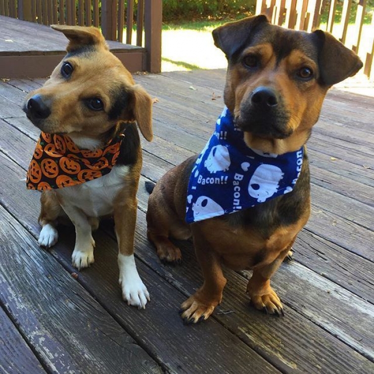 Illustration de l'article : Ces chiens qui maîtrisent l'art du "head tilt", ou presque (13 photos)