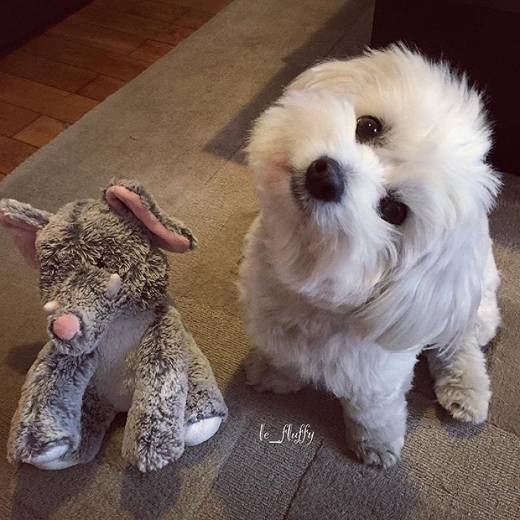 Illustration de l'article : Ces chiens qui maîtrisent l'art du "head tilt", ou presque (13 photos)