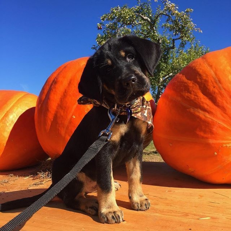 Illustration de l'article : Ces chiens qui maîtrisent l'art du "head tilt", ou presque (13 photos)