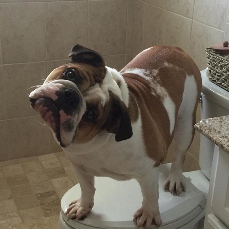 Illustration de l'article : Ces chiens qui maîtrisent l'art du "head tilt", ou presque (13 photos)