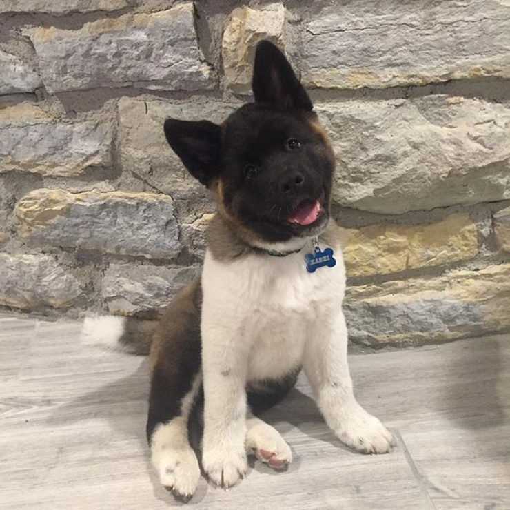 Illustration de l'article : Ces chiens qui maîtrisent l'art du "head tilt", ou presque (13 photos)