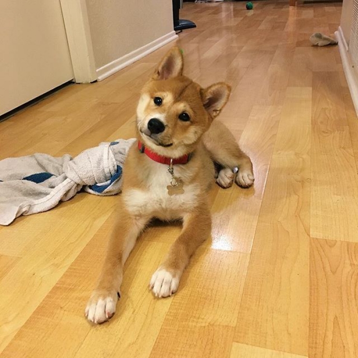 Illustration de l'article : Ces chiens qui maîtrisent l'art du "head tilt", ou presque (13 photos)