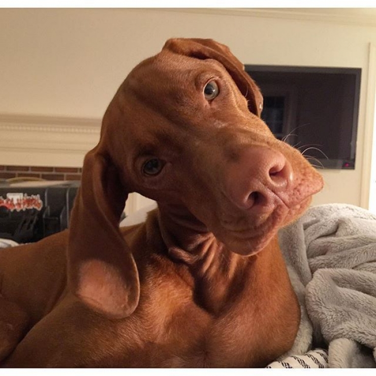 Illustration de l'article : Ces chiens qui maîtrisent l'art du "head tilt", ou presque (13 photos)