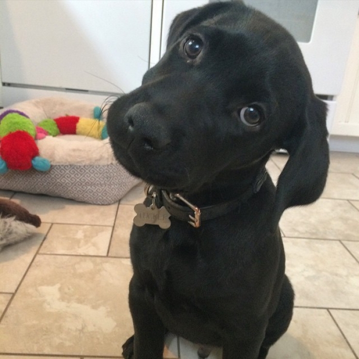 Illustration de l'article : Ces chiens qui maîtrisent l'art du "head tilt", ou presque (13 photos)