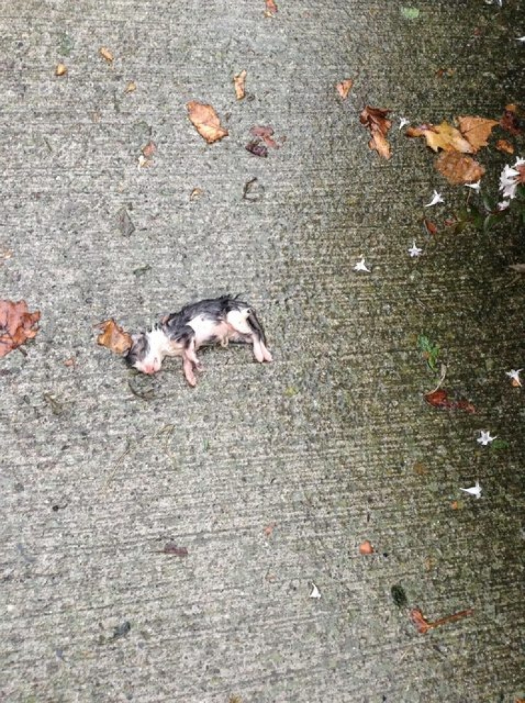 Illustration de l'article : Elle trouve ce chaton étendu par terre, sous la pluie et le croit mort