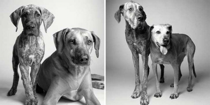 Illustration de l'article : 13 photos de chiens avant/apr&egrave;s : regardez ces adorables toutous vieillir