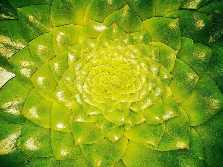 Illustration de l'article : Une nature qui ne cesse jamais de nous impressionner : Admirez ces 24 photos de plantes à la géométrie parfaite